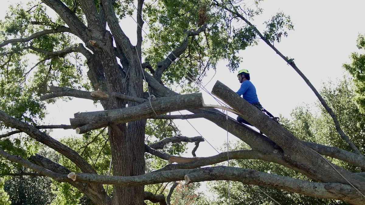 Professional Crown Thinning performed by certified arborists in Vandiver