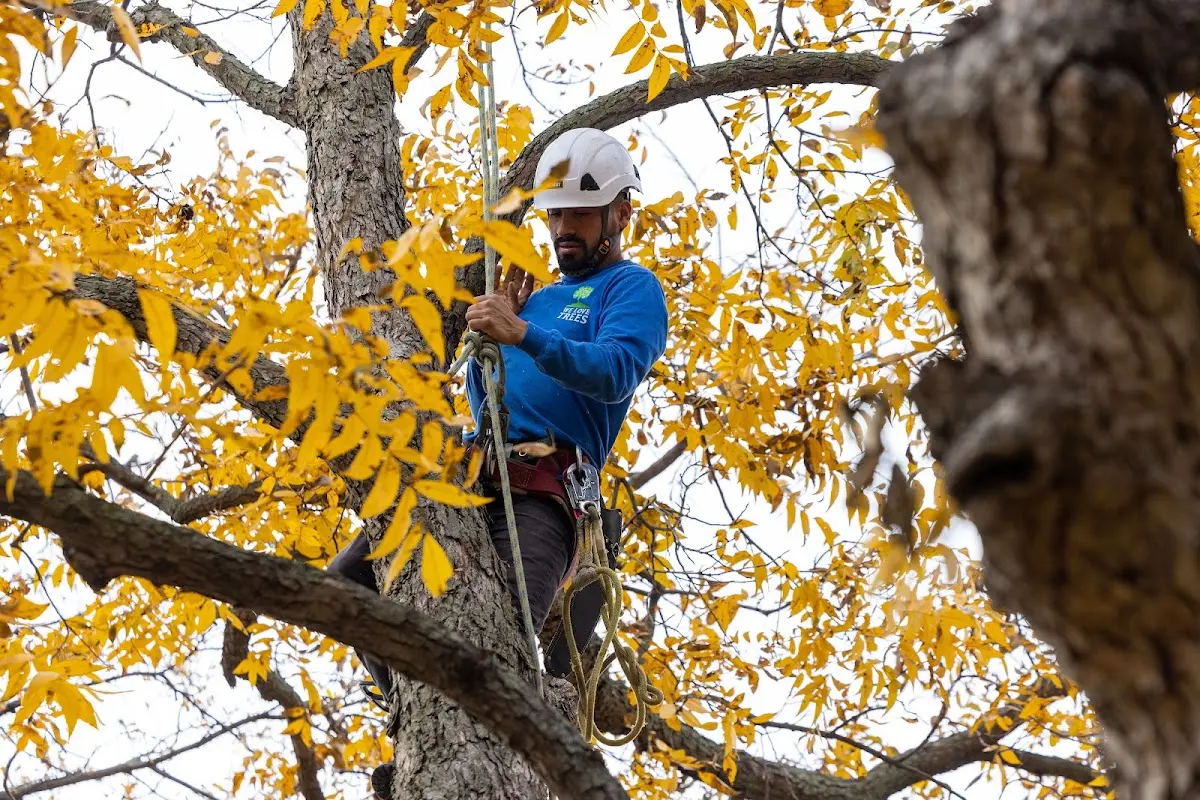 Skilled Tree Pruning crew working in Vandiver